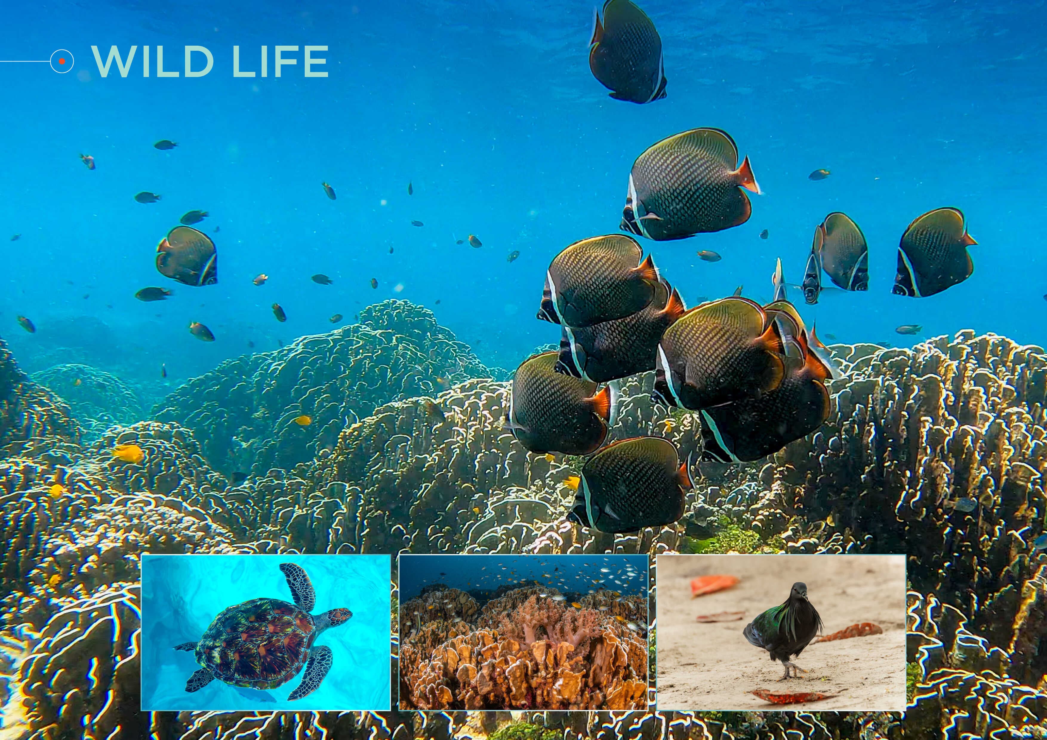 Similan Islands Catamaran Speedboat Tour From Phuket with Viewpoint & Snorkeling showcase 9