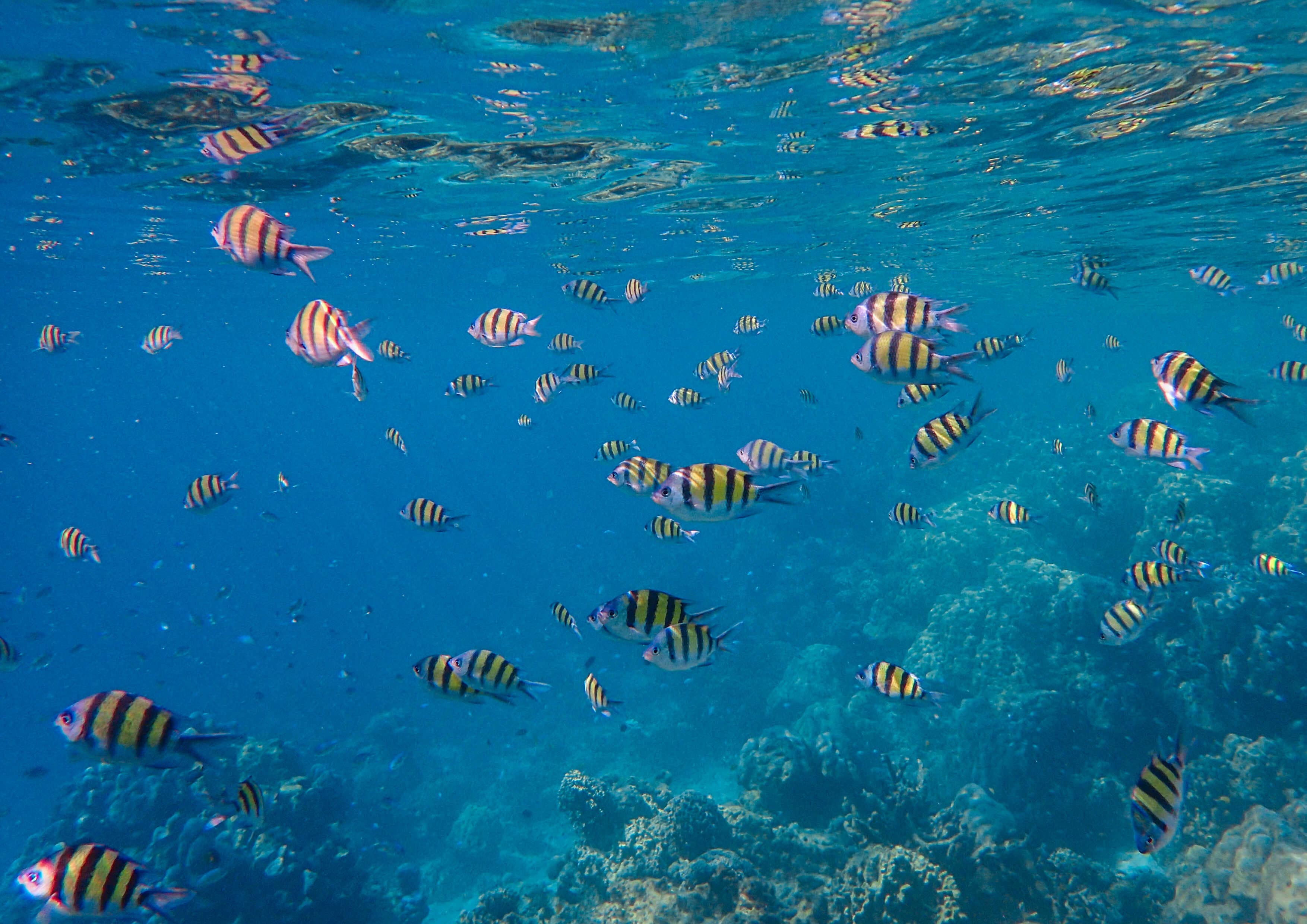 Similan Islands Catamaran Speedboat Tour From Phuket with Viewpoint & Snorkeling showcase 20