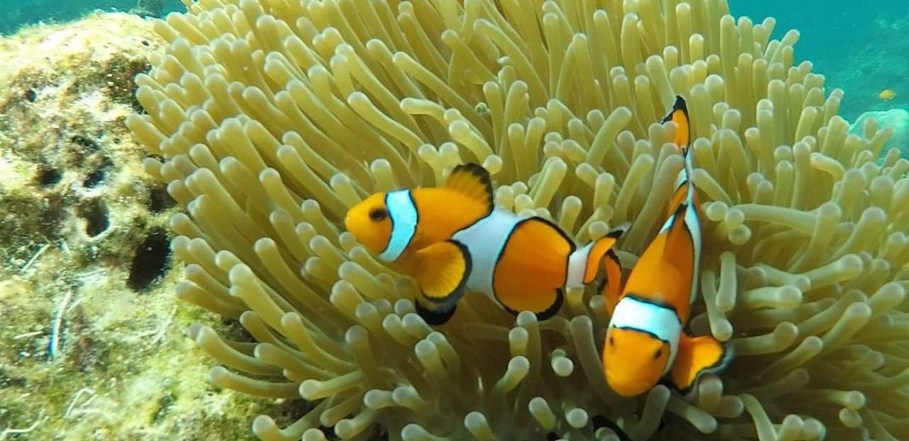 clown fish snorkleing koh rok island tour