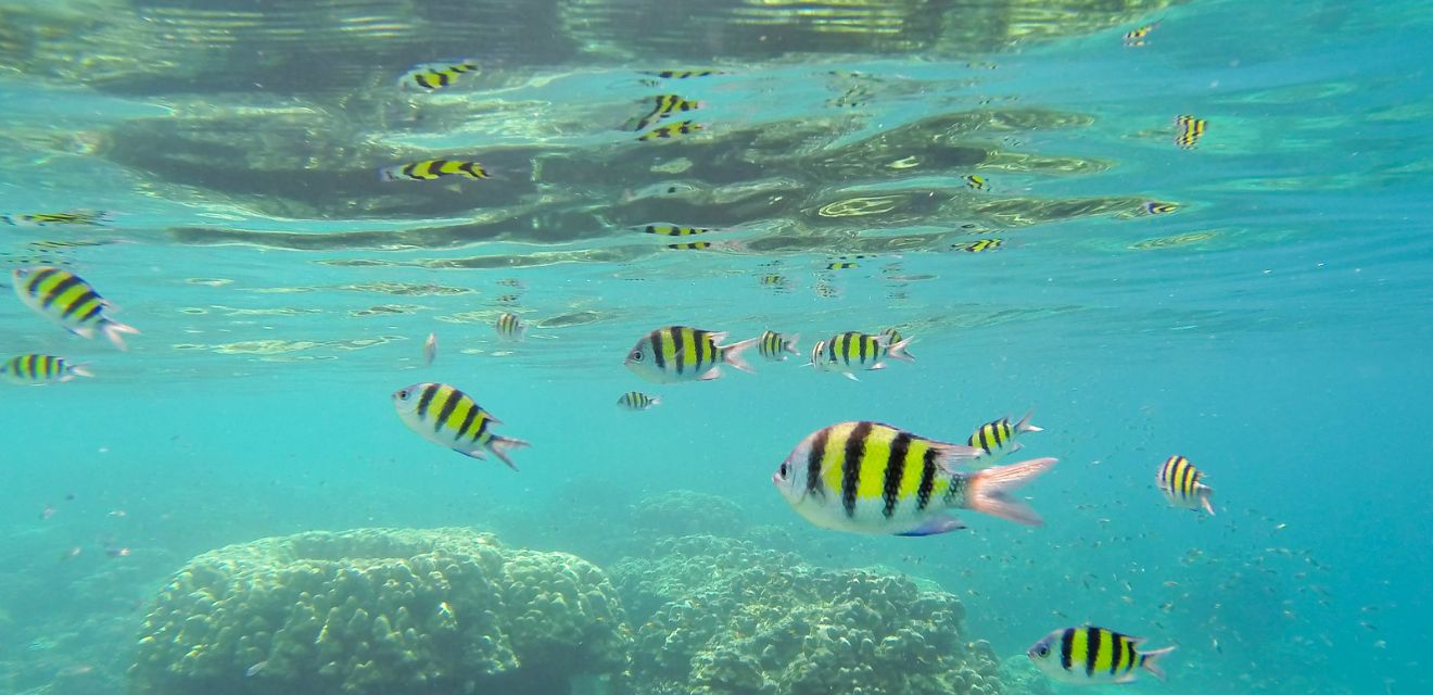 snorkel with parrot fish tour to surin islands