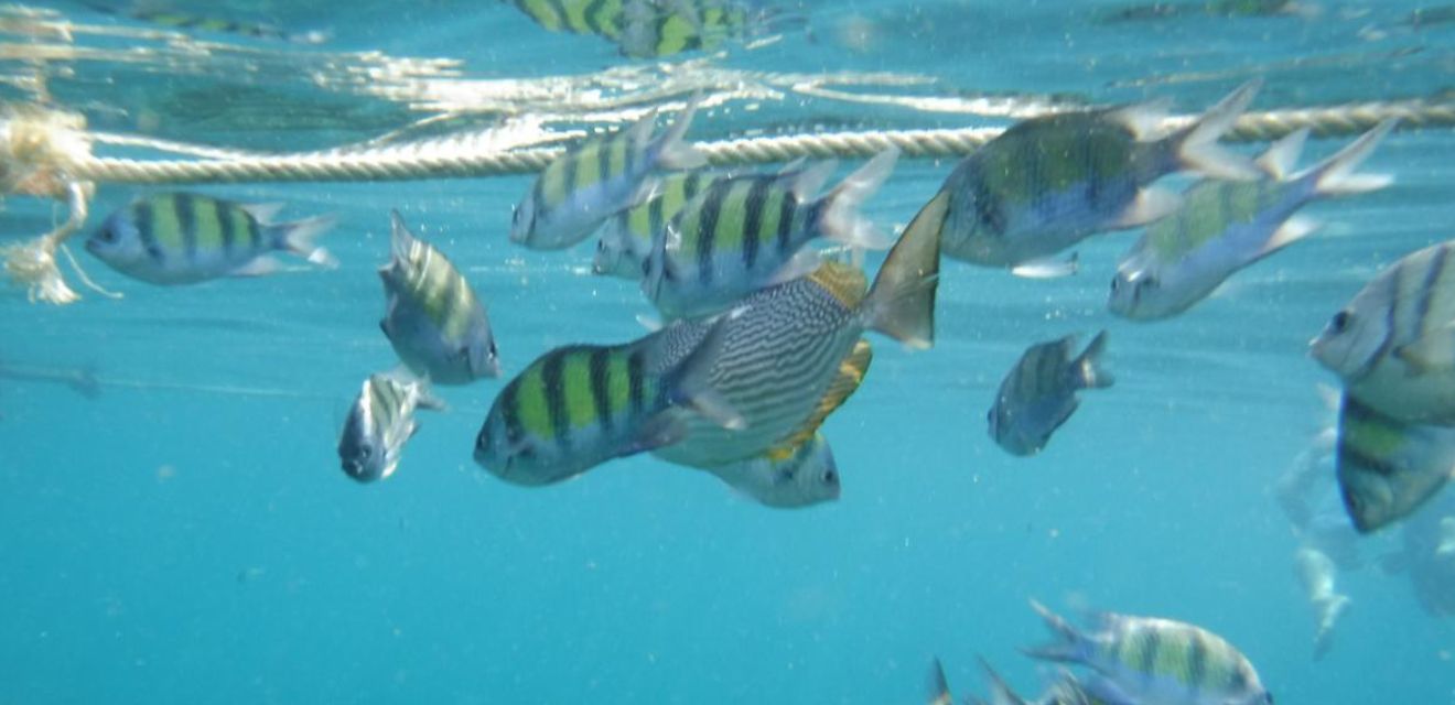 snorkelling snorkel underwater phi phi fish gopro