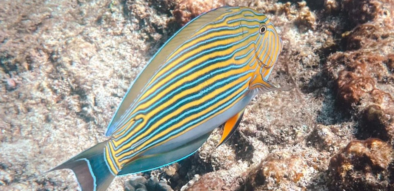 snorkling fish thailand koh rok island boat tour