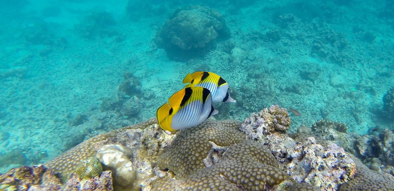 underwater gopro image thailand baot tour fish snorkeling coral reef