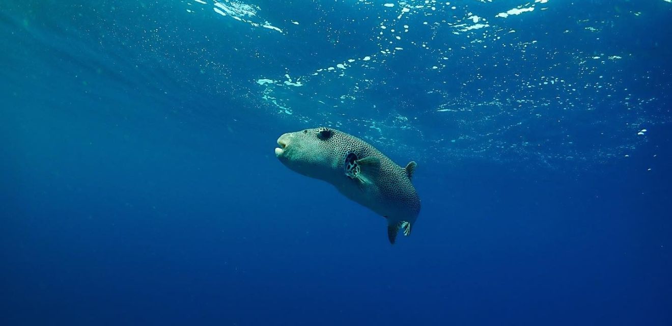 underwater photo on thailand snorkeling tour