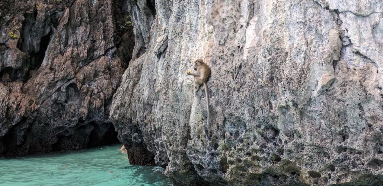 monkey bay phi phi island visiting