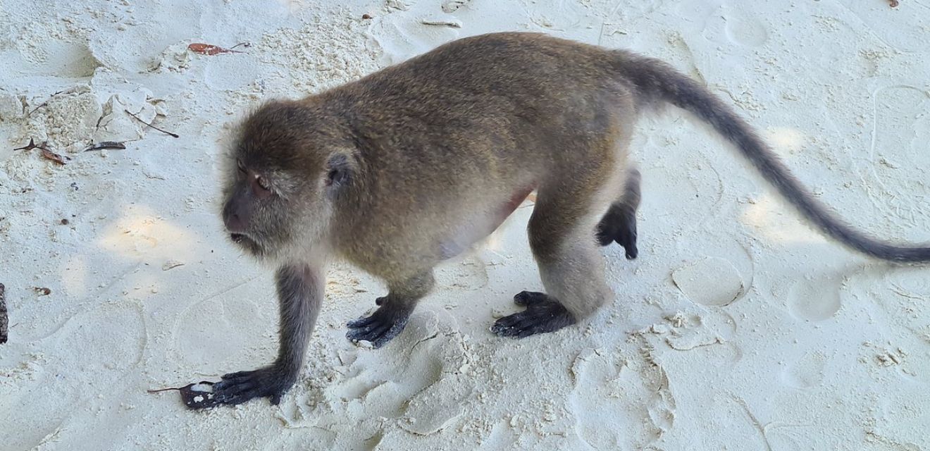 monkey beach phi phi island koh phi phi tour saam haad