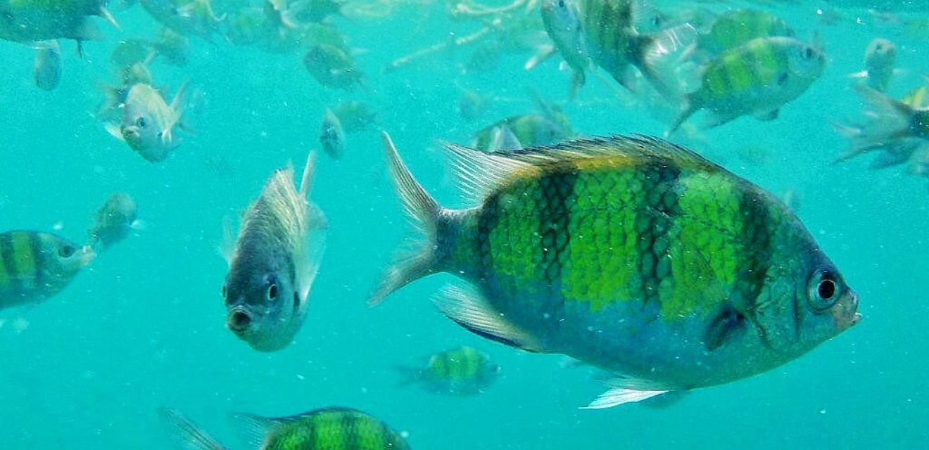 parrot fish underwter snorkeling go pro phot phi phi national park pilleh lagoon