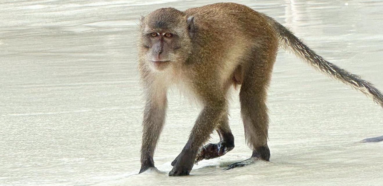 ao ling monkey beach bay monkey animal koh phi phi