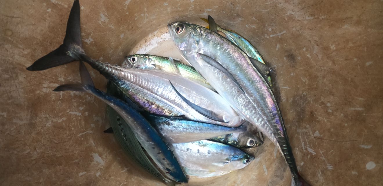 bucket of caught fish to eat phi phi island trip tour fishing boat