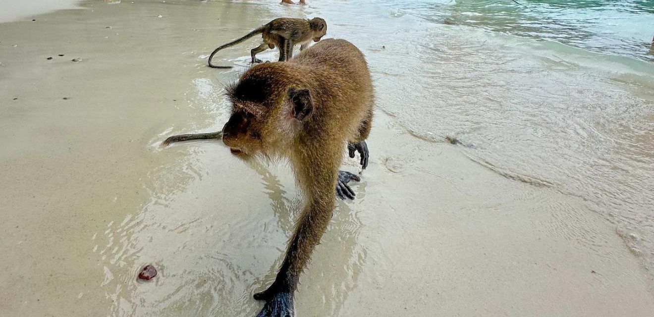 monkey at monkey beach saam had koh phi phi