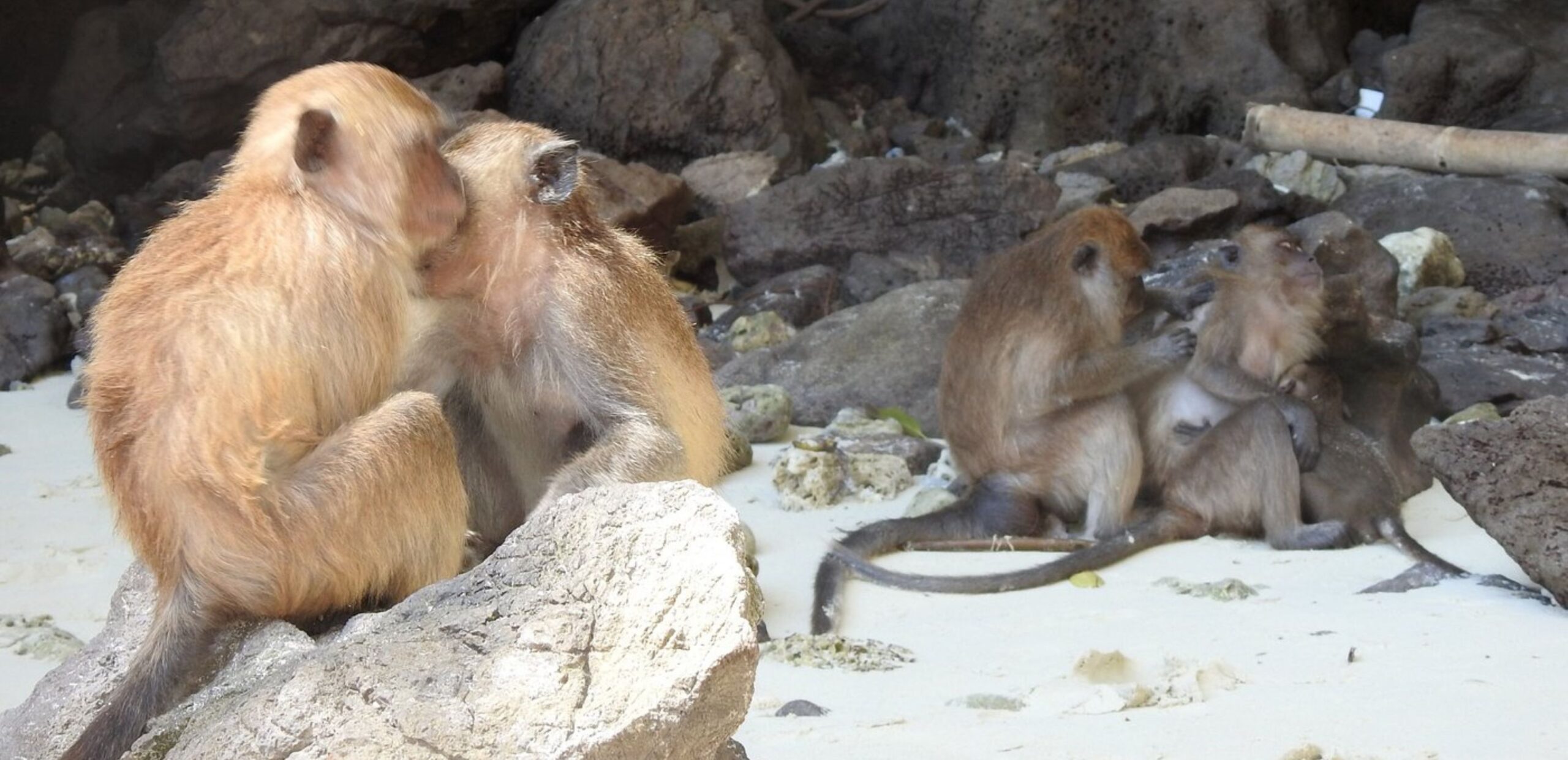 monkey beach saam sam had haad koh phi phi island don leh lay ling ao tour boat