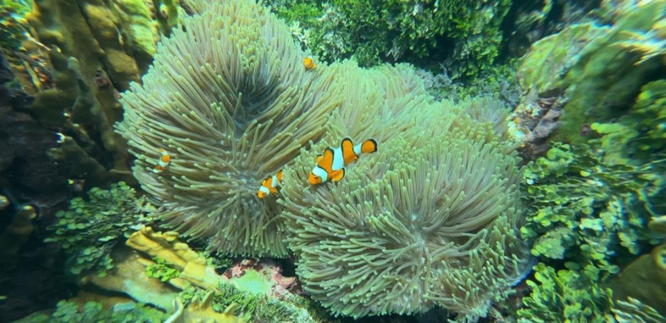 nemo clownfish snorkeling thailand boat tour underwater