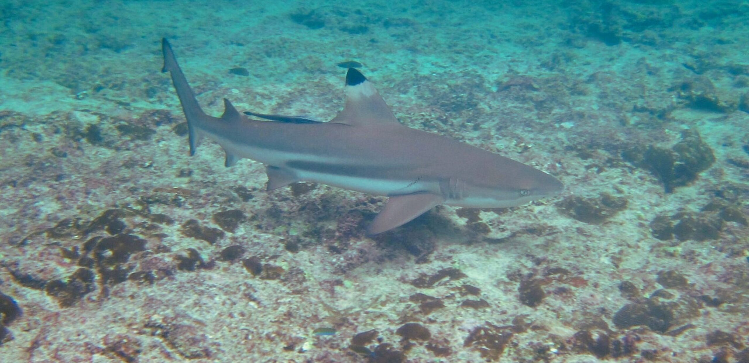 reef shark black tip phi phi national park maya underwater